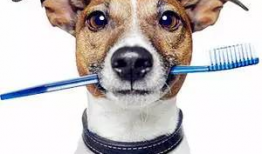 狗狗视频,捕捉萌宠瞬间